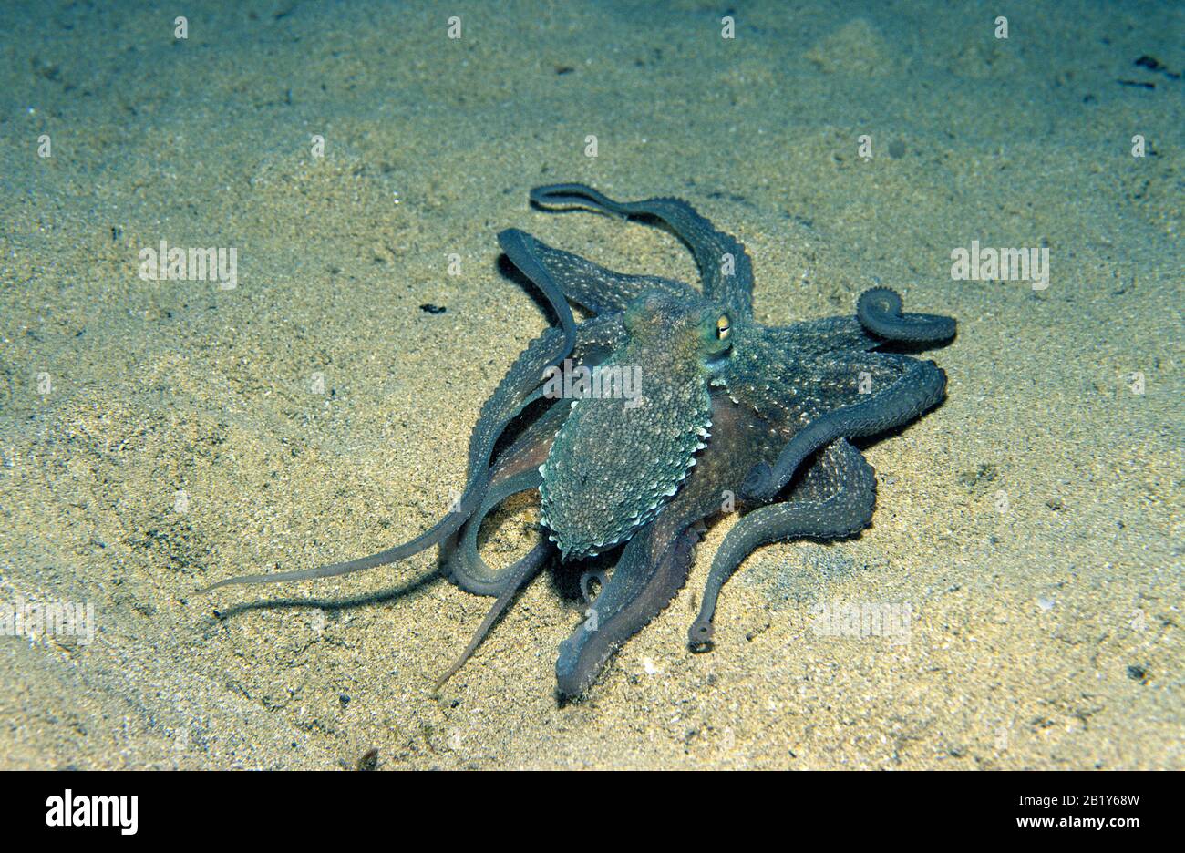 Commun Octopus (Octopus vulgaris) sur le sable, Corse, France Banque D'Images