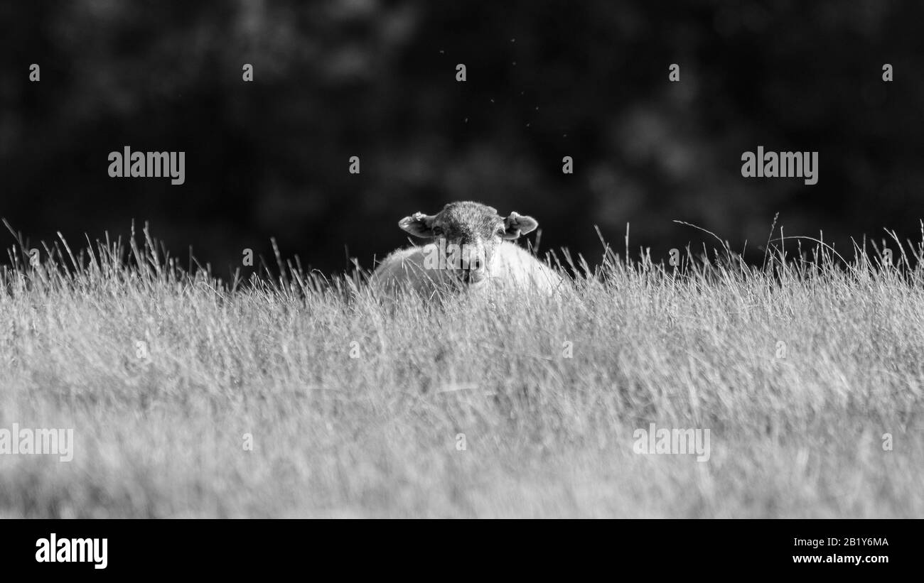 Un mouton qui cherche à être posé dans de l'herbe longue en noir et blanc Banque D'Images