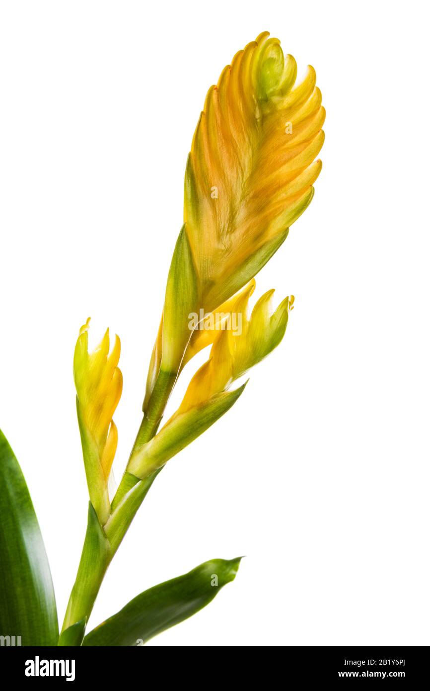 Gros plan de l'inflorescence jaune de la fleur de Vriesea Bromeliad isolée sur fond blanc Banque D'Images