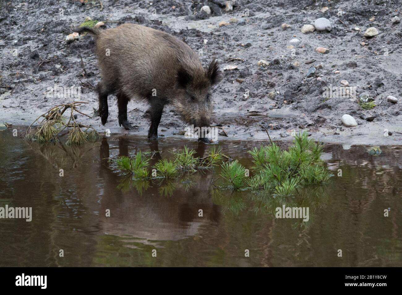 Hambourg, Allemagne. 27 février 2020. Un sanglier (Sus scrofa) longe un cours d'eau dans la réserve de jeux de Klövensteen. Crédit: Jonas Walzberg/Dpa/Alay Live News Banque D'Images
