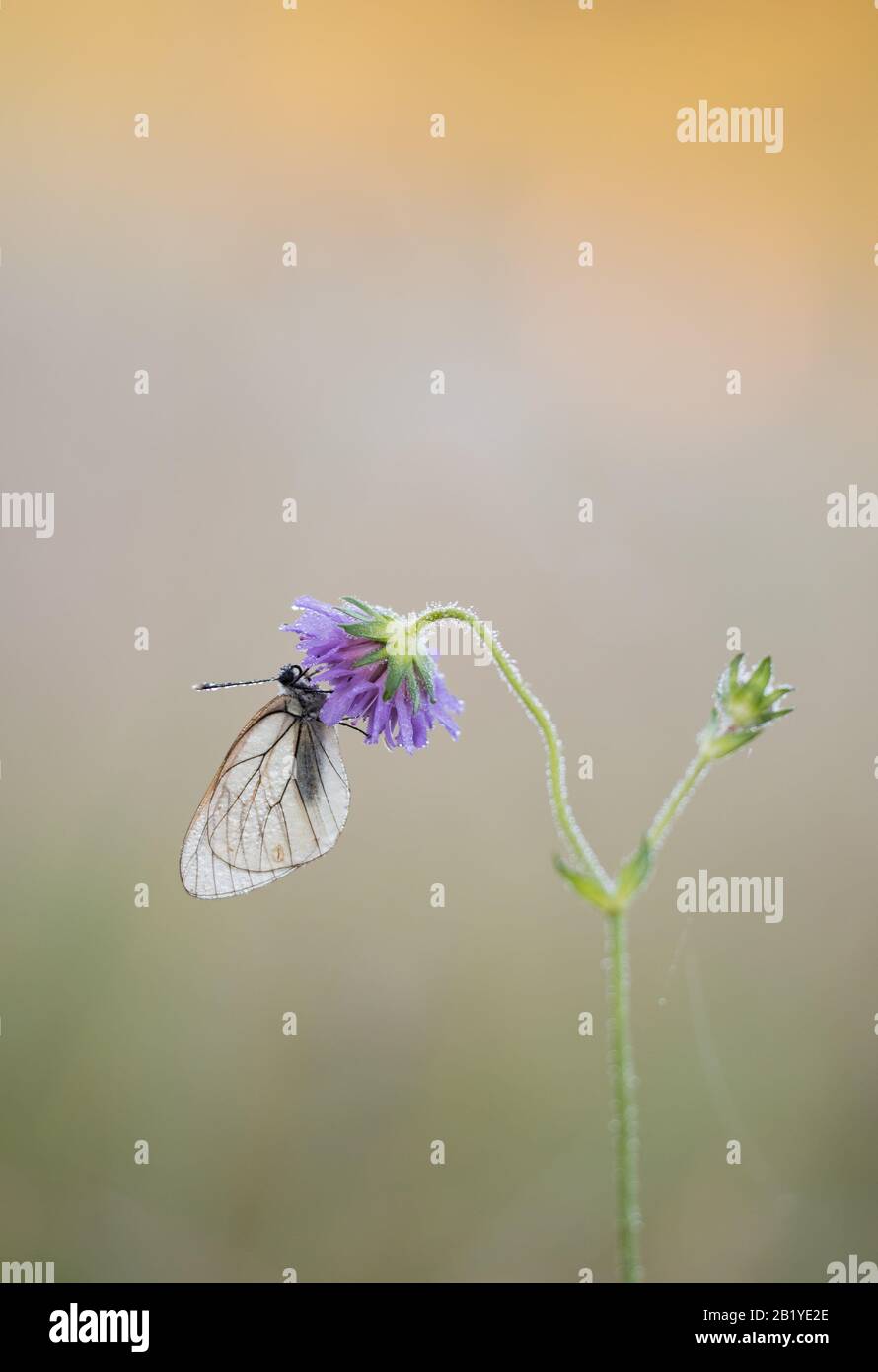 Un papillon blanc à voile noir (Aporia crataeegi) se coutant sur une tête de fleurs. Pris tôt le matin dans un pré dewy en Dordogne, dans le sud de la France. Banque D'Images
