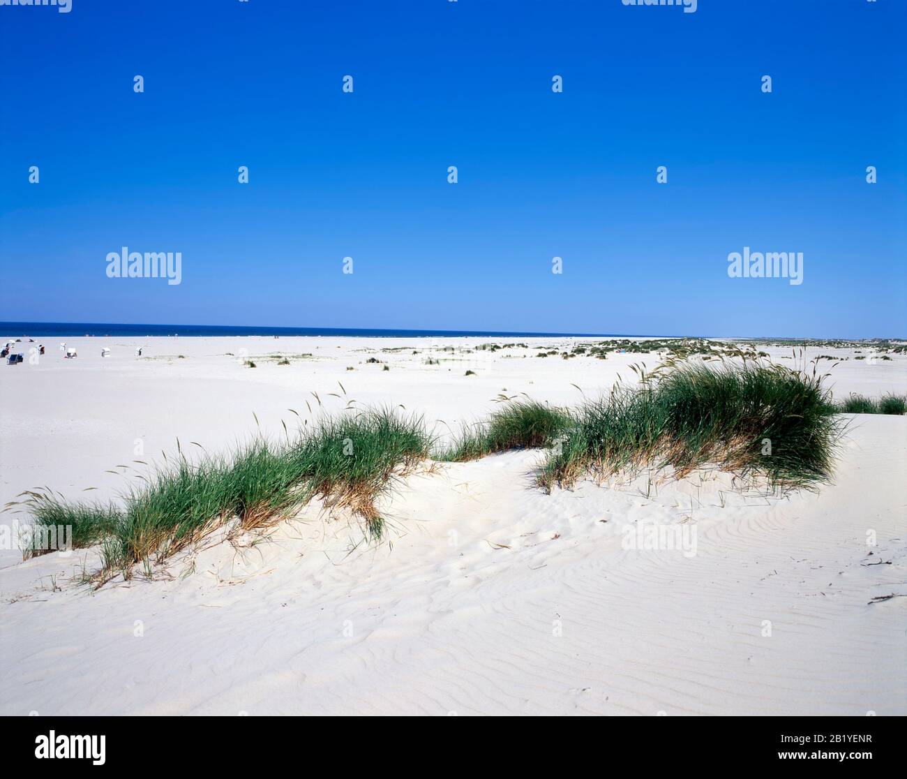 Plage et dunes, île de Terschelling, Mer du Nord, Frise, Pays-Bas, Europe Banque D'Images