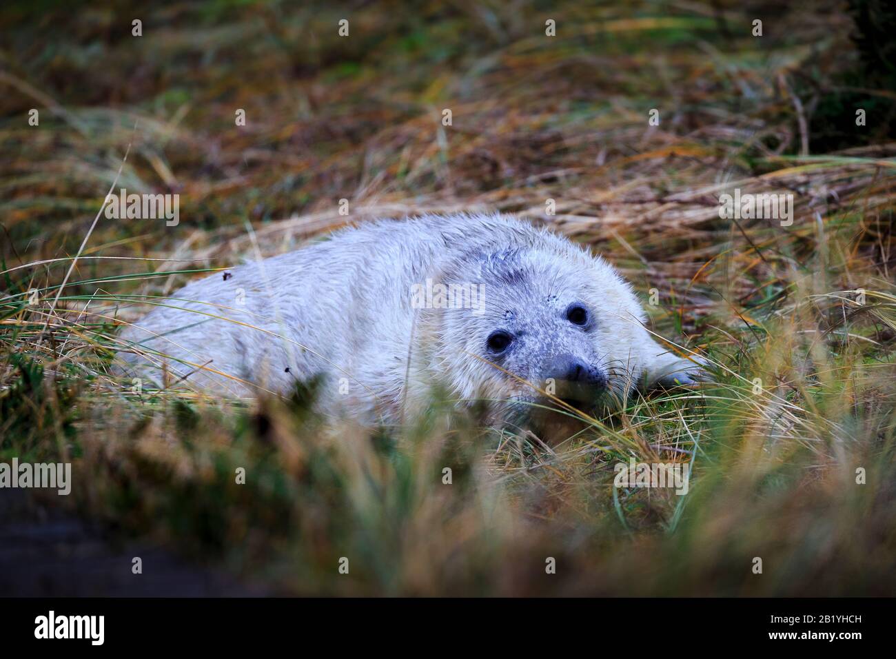 Une jeune pupe de phoque gris (Halichoerus grypus) dans son premier manteau blanc, à Blakeney point. Banque D'Images