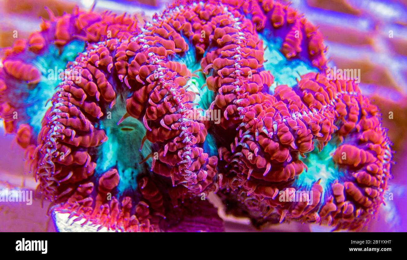 Big Polyp Blastomussa LPS Coral - (Blastomussa wellsi) Banque D'Images