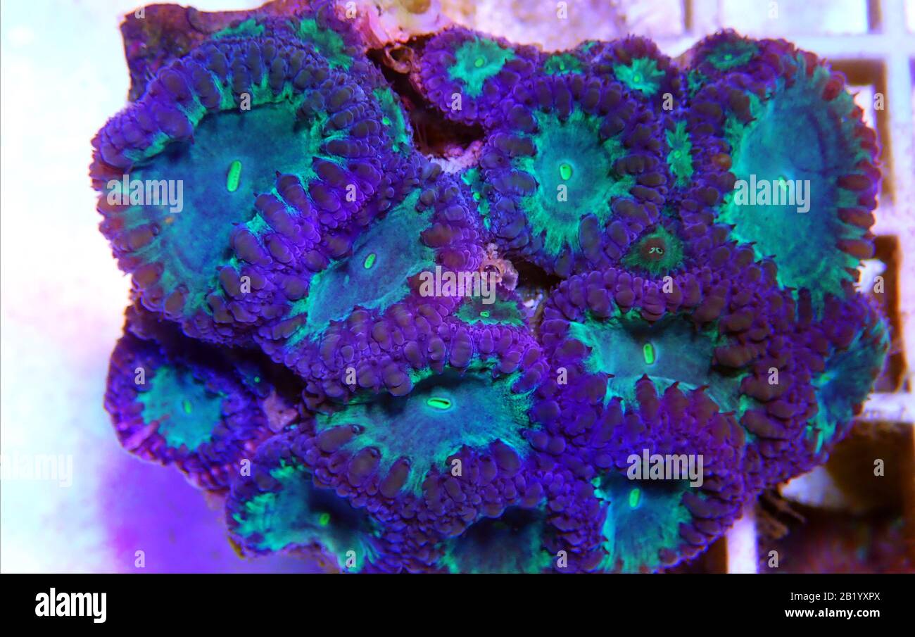 Big Polyp Blastomussa LPS Coral - (Blastomussa wellsi) Banque D'Images