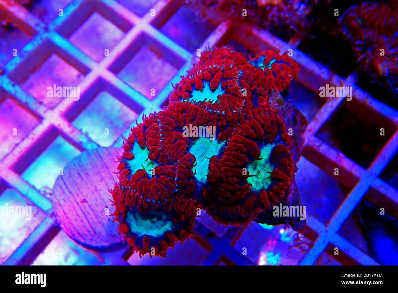 Big Polyp Blastomussa LPS Coral - (Blastomussa wellsi) Banque D'Images