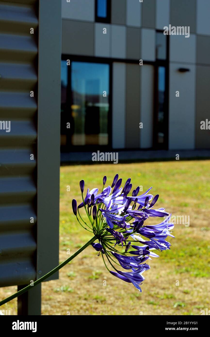 Le violet vif de l'agapanthe fleurit à Christchurch, en Nouvelle-Zélande. À l'origine une plante de jardin, elle pousse maintenant sauvage dans une grande partie du pays Banque D'Images