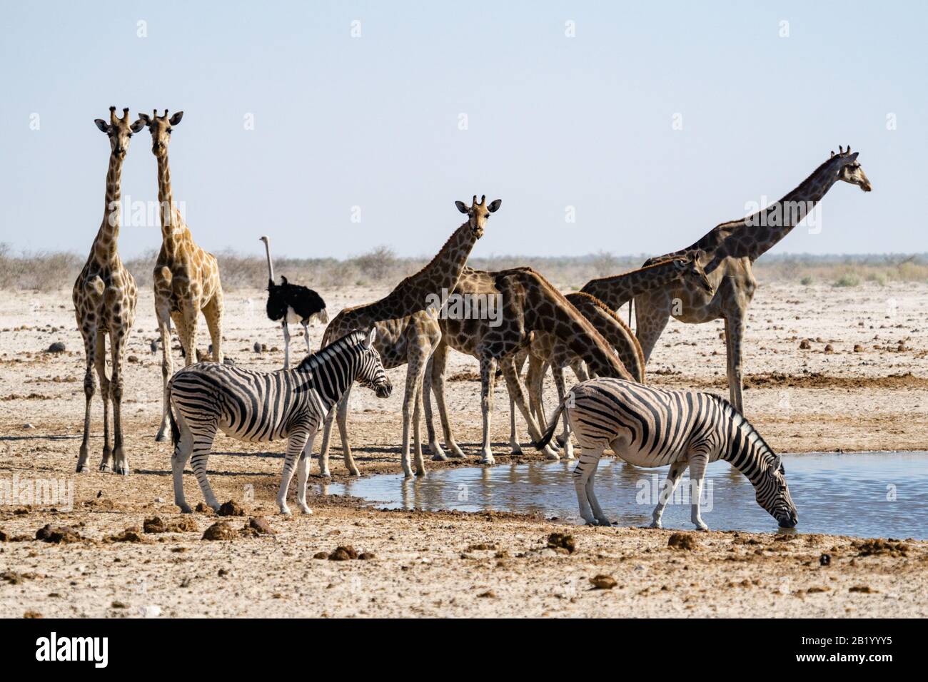 Un groupe de Zèbres, Girafes et Ostrichs près d'un trou d'eau dans le parc national d'Etosha Banque D'Images