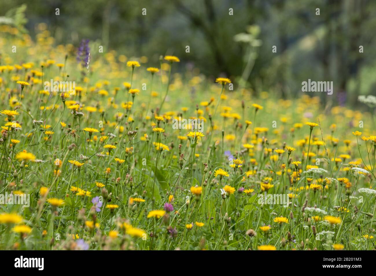 Fleur de montagne jaune d'un vert pâturage de l'Italien Dolomites Banque D'Images