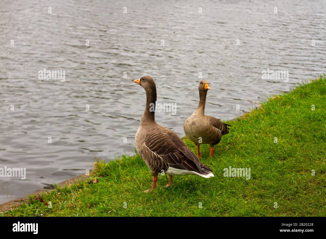 Bernaches graylag sur la rive de la rivière Lee Banque D'Images