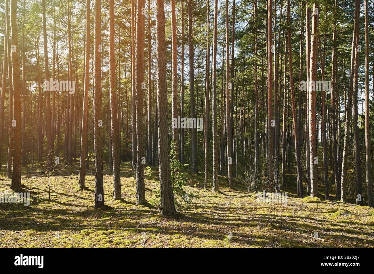 Forêt de pins dans un paysage de jour ensoleillé Banque D'Images