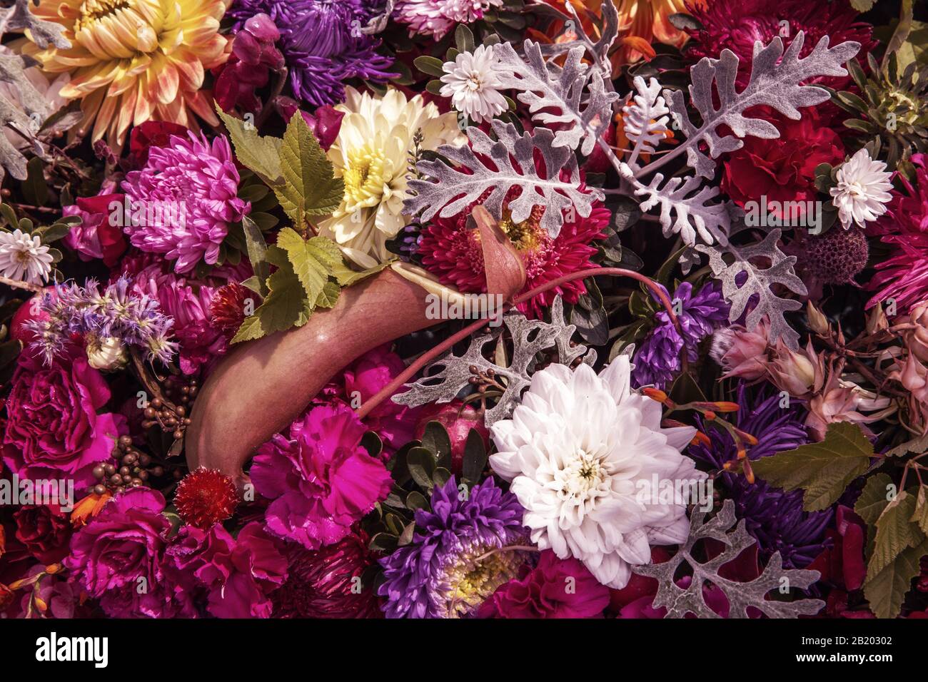 Variété de fleurs roses et violettes, floral visuel, fleur pleine, paysage  fleuri vif, mur vivant, fleurs multicolores, printemps Photo Stock - Alamy