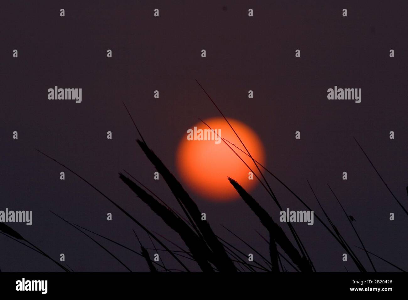 Coucher de soleil de la moisson d'été avec de longues herbes au premier plan Banque D'Images