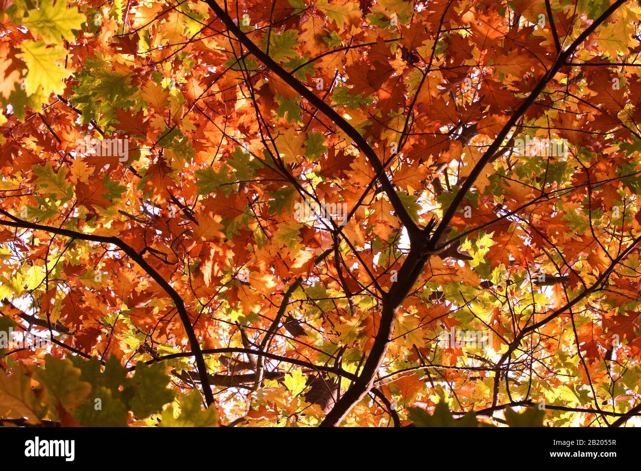 Feuilles d'automne dorées sur une variété d'arbres (surtout des acers) Banque D'Images