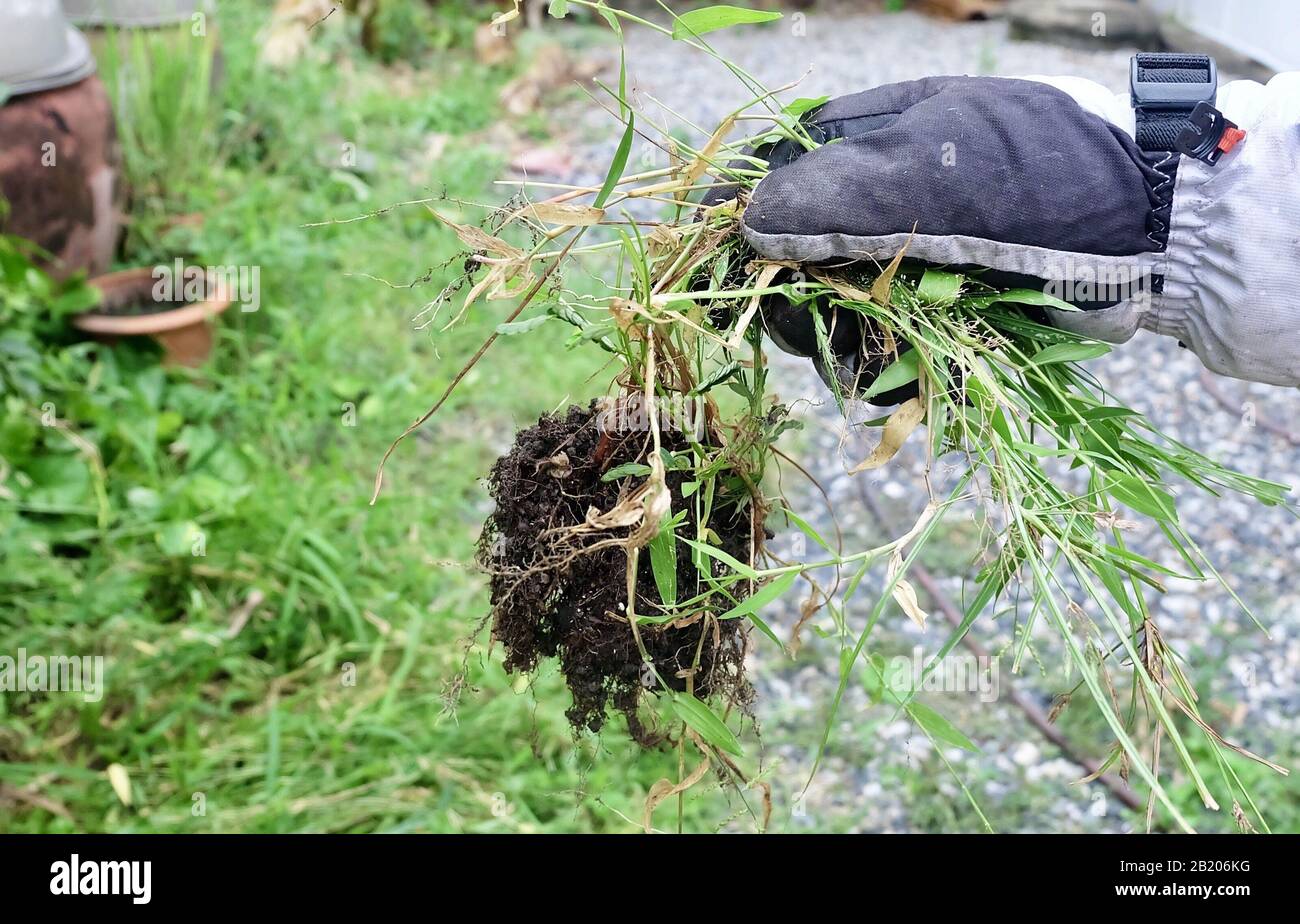 Activités De Jardin, Jardinier Se Débarrasser Des Petites Mauvaises Herbes Dans Le Jardin De Cuisine. Banque D'Images