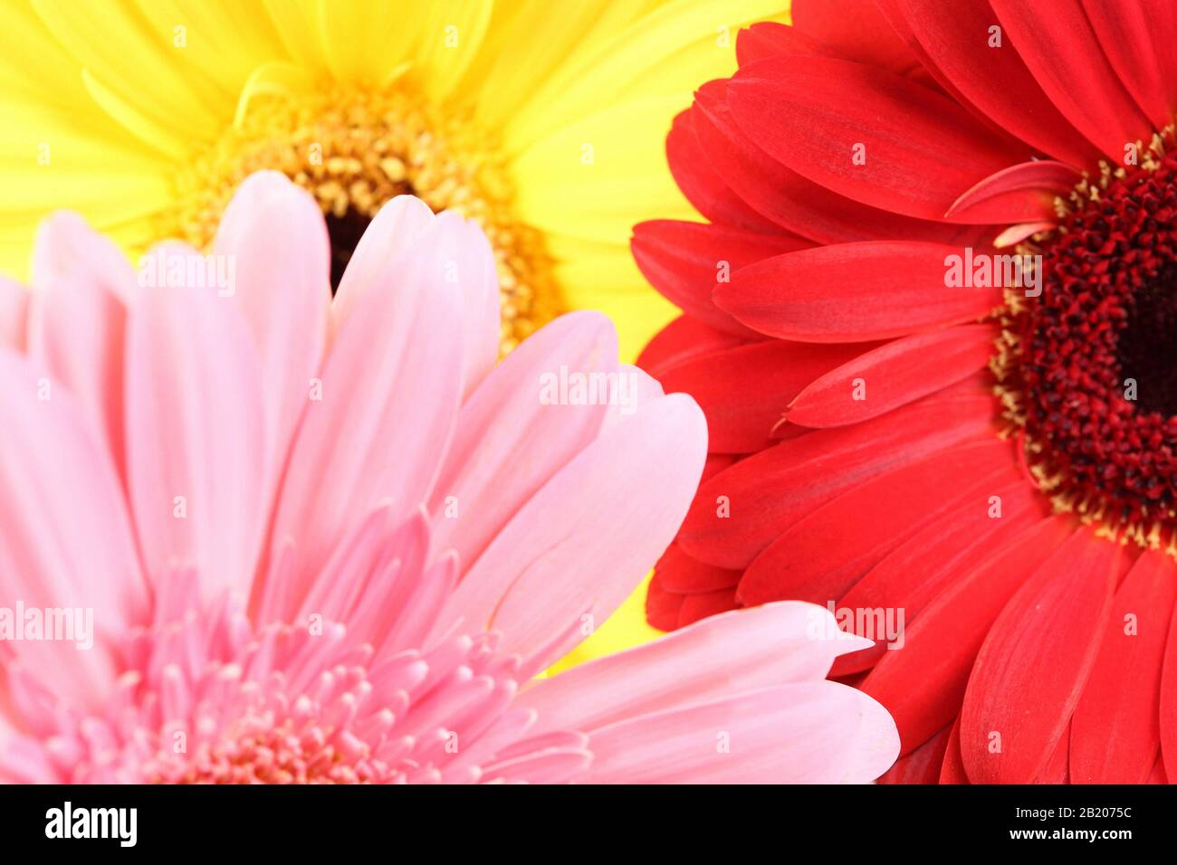 belle fleur de dahlias Banque D'Images