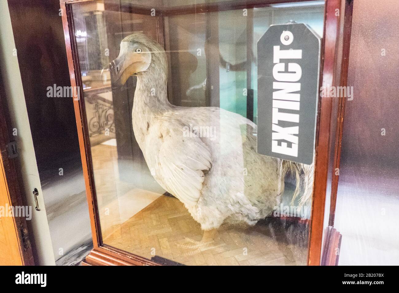 Dodo bird museum Banque de photographies et d’images à haute résolution ...