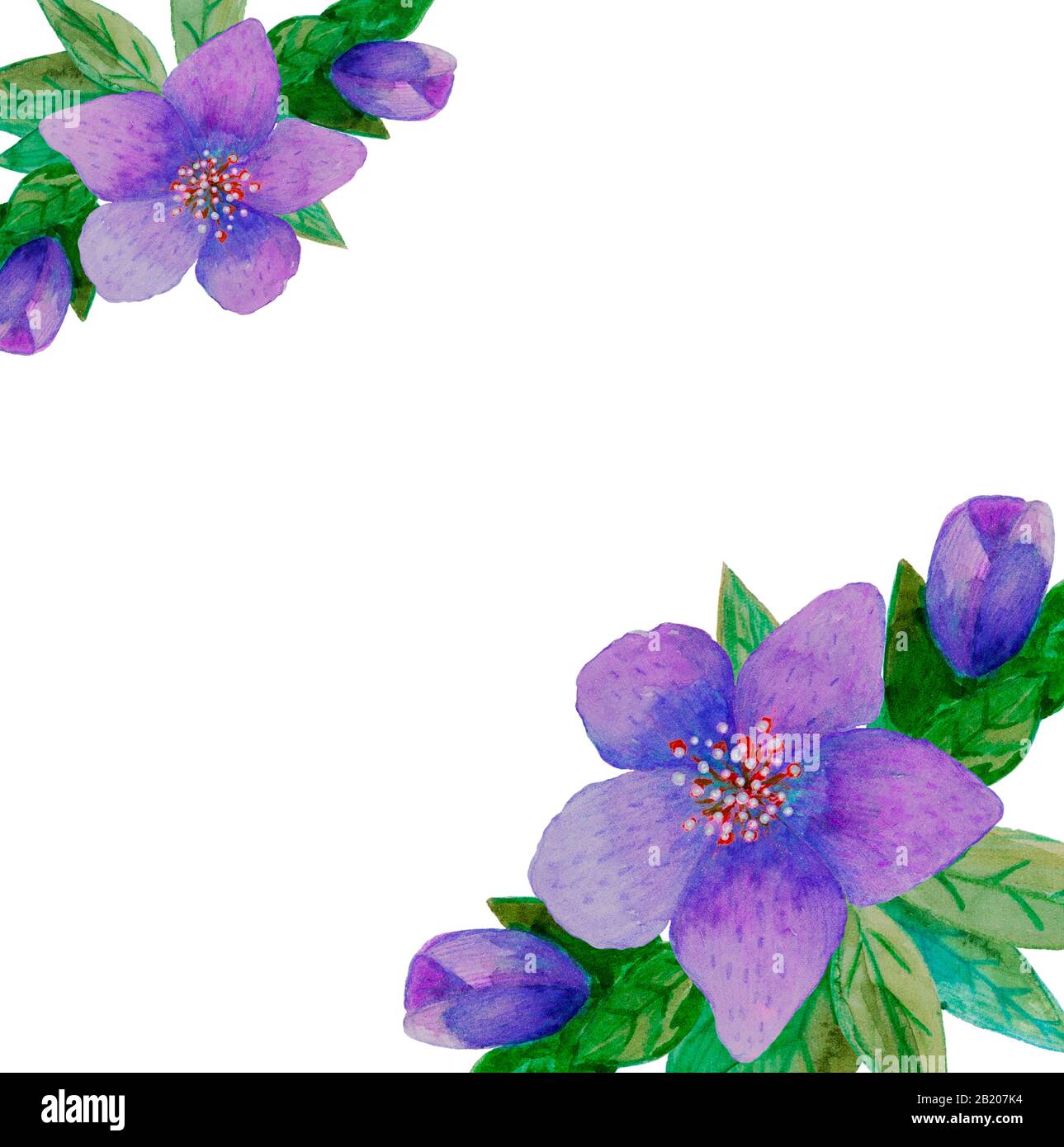 fleurs en hellebore dessinées à la main en aquarelle pour le printemps ou l'été pour les cartes d'invitation, de mariage ou de vœux Banque D'Images