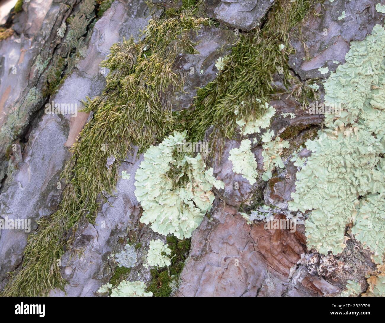 écorce d'arbre sur laquelle ont établi la mousse et la texture lichens.écorce Banque D'Images