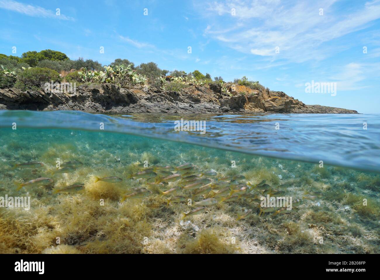 Rive rocheuse méditerranéenne de mer avec une école de poissons de mulet rouges rayés sous l'eau, vue divisée sur et sous la surface de l'eau, Espagne, Costa Brava Banque D'Images