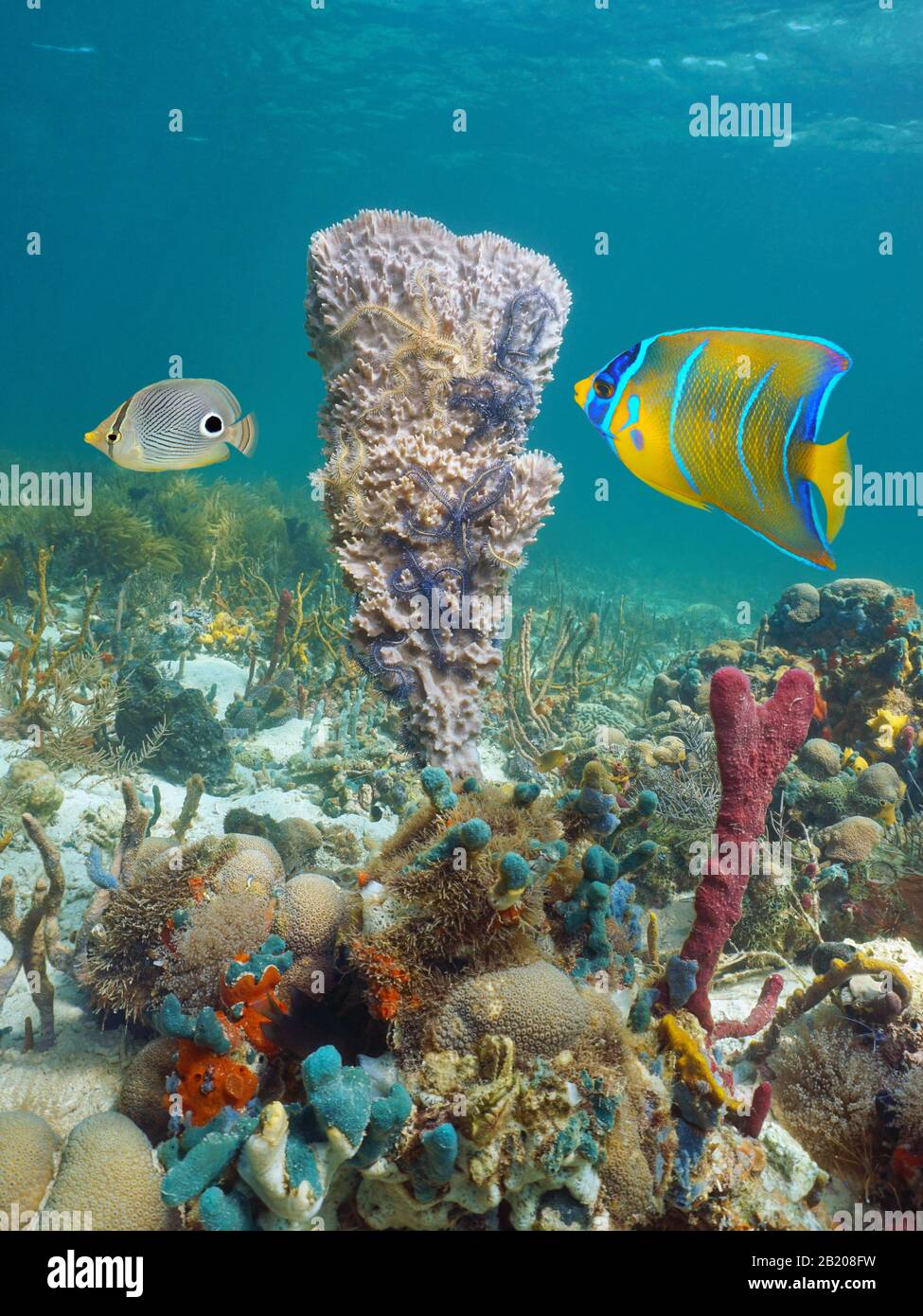 Mer des Caraïbes vie marine sous l'eau, éponge avec des étoiles cassantes et poisson tropical dans un récif de corail Banque D'Images