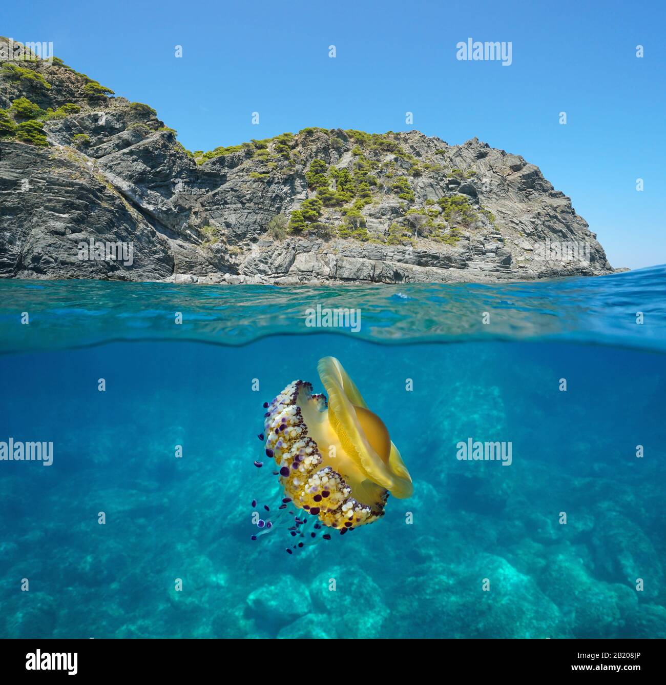 Côte rocheuse de Seascape avec un méduse méditerranéen sous l'eau, vue divisée sur et sous la surface de la mer, Espagne, Costa Brava, Colera, Catalogne Banque D'Images