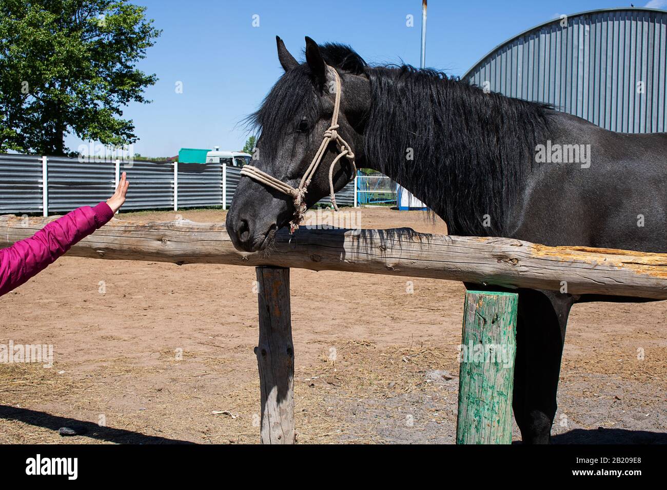 portrait d'un magnifique cheval d'étalon sportif élégant avec une longue manne et une queue debout sur le fond de la ferme Banque D'Images