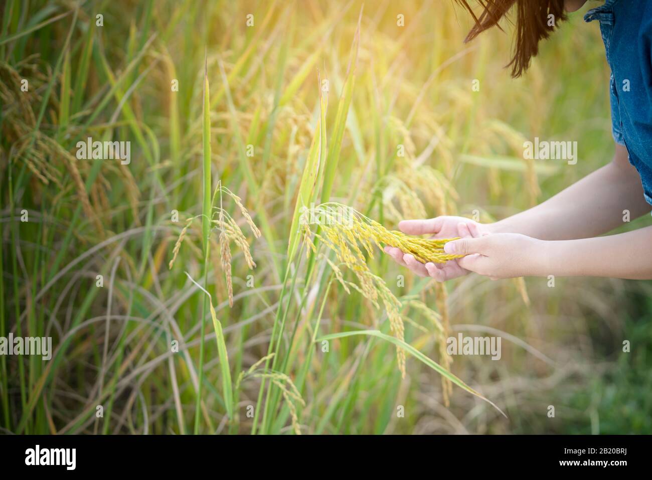 Gros plan tenant main riz paddy, concept agricole Banque D'Images