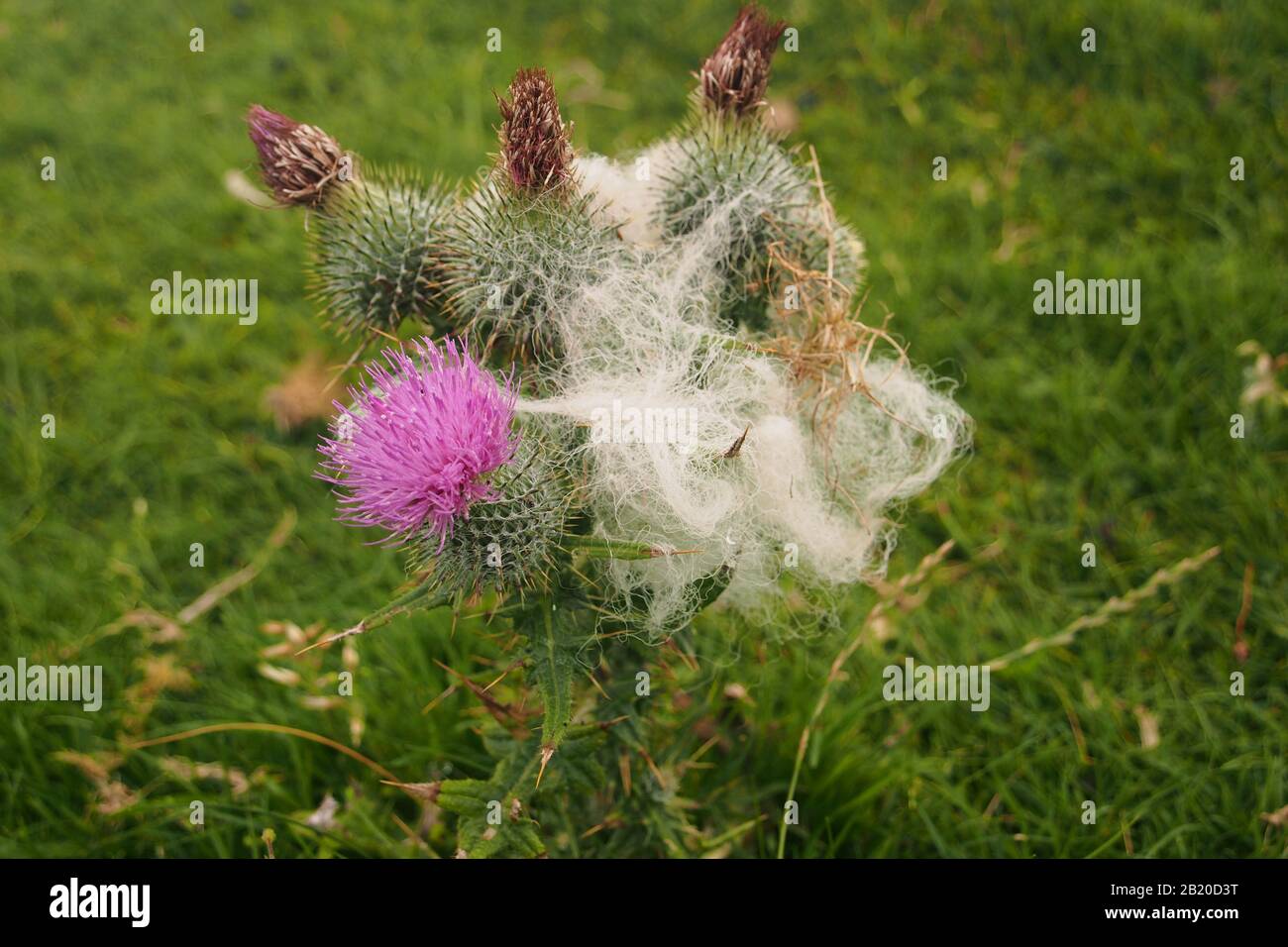 Vue sur le chardon écossais avec de la laine de mouton prise sur les pics couvrant presque la plante Banque D'Images