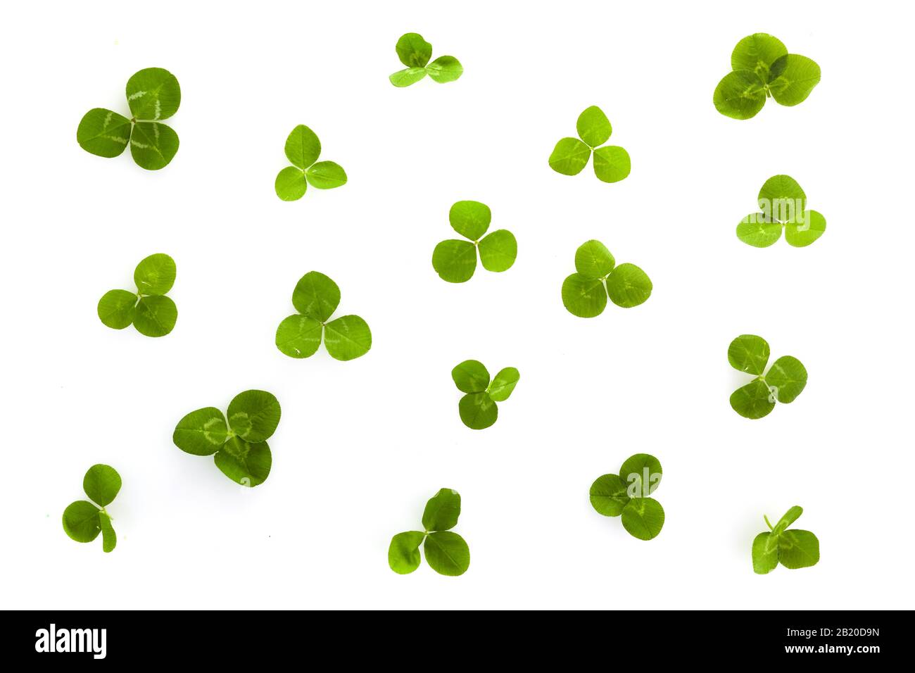 Trèfle de feuilles vert sur blanc. Saint patrick jour. Célébration celtique. Poster d'invitation de fête. Banque D'Images