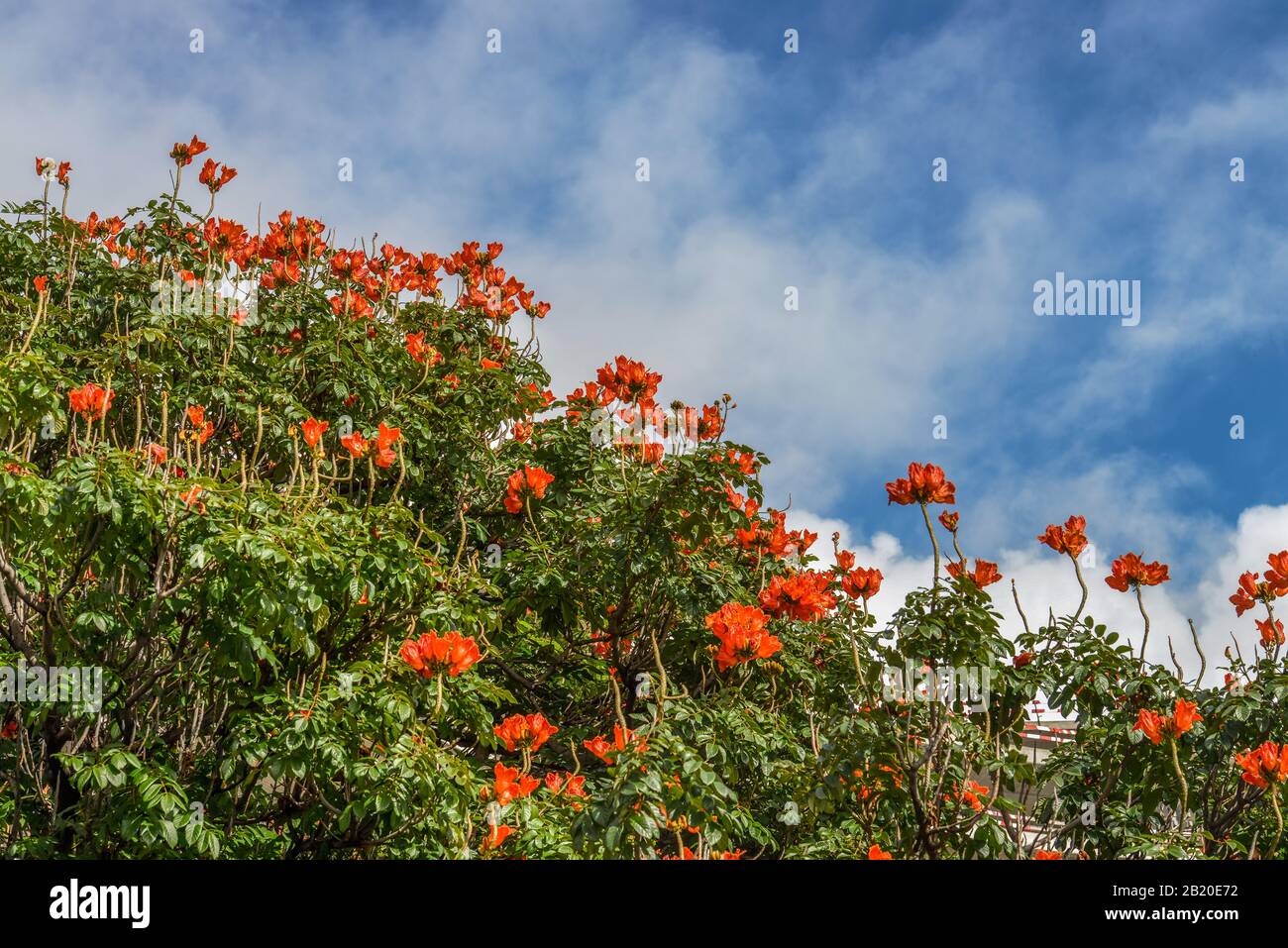 (Spathodea campanulata Afrikanischer Tulpenbaum), Madeira, Portugal Banque D'Images