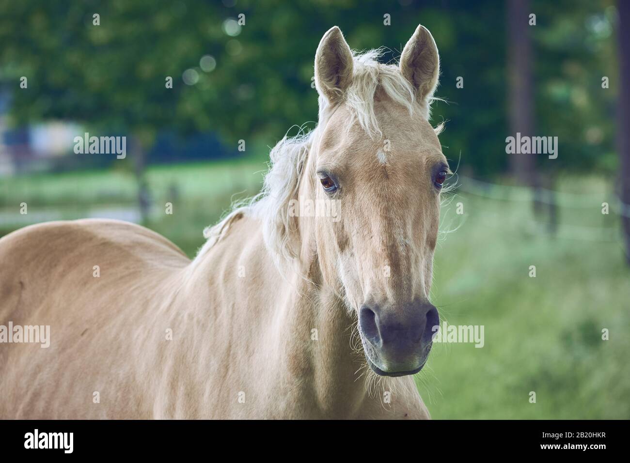 Magnifique Gros Plan Sur Le Cheval De Tête Photo Banque D'Images
