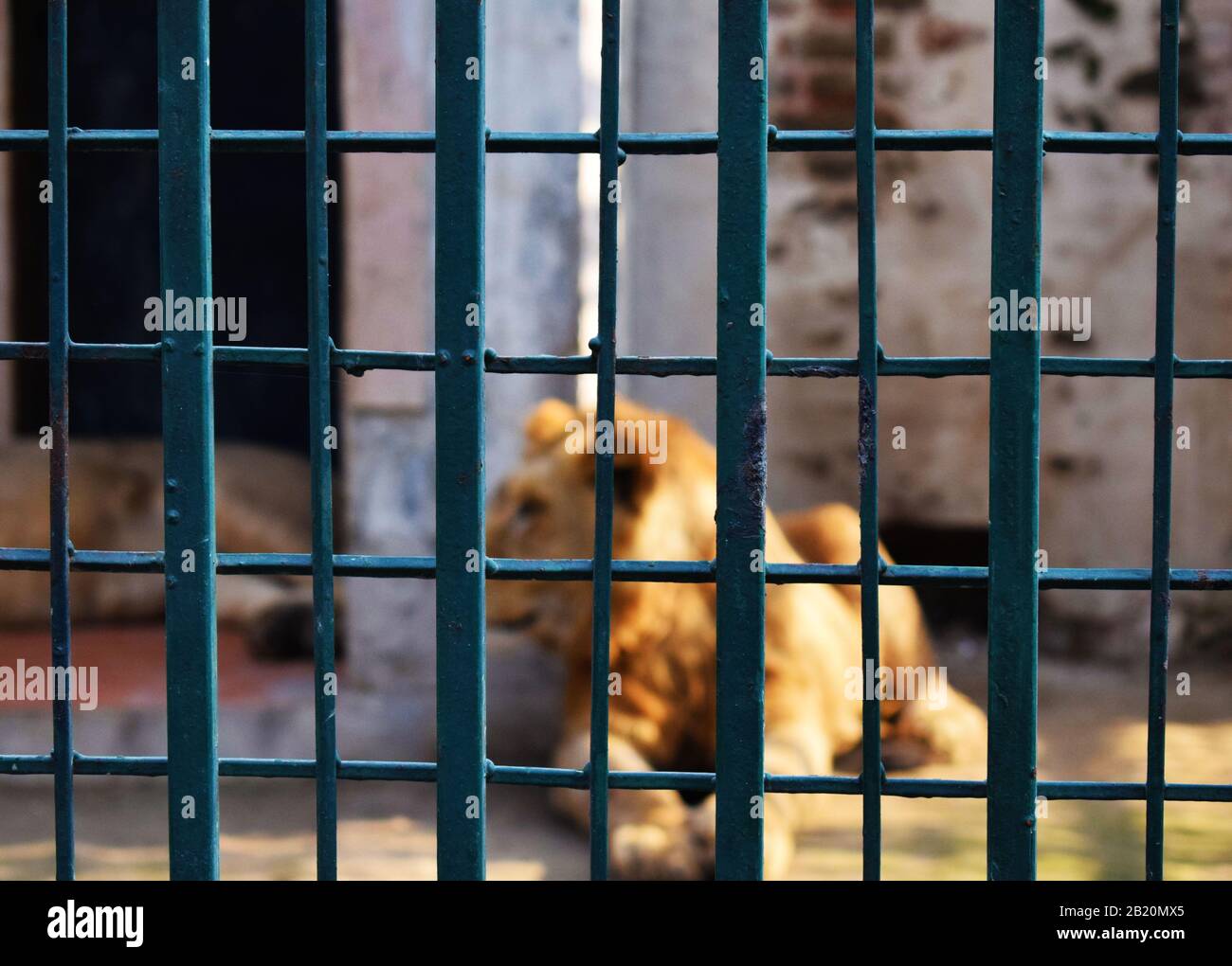 Lion derrière la cage Banque D'Images