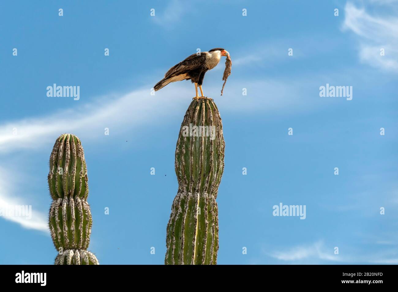Caracara cheriway créa un faucon mangeant un serpent sur le cactus en Basse-Californie Mexique Banque D'Images