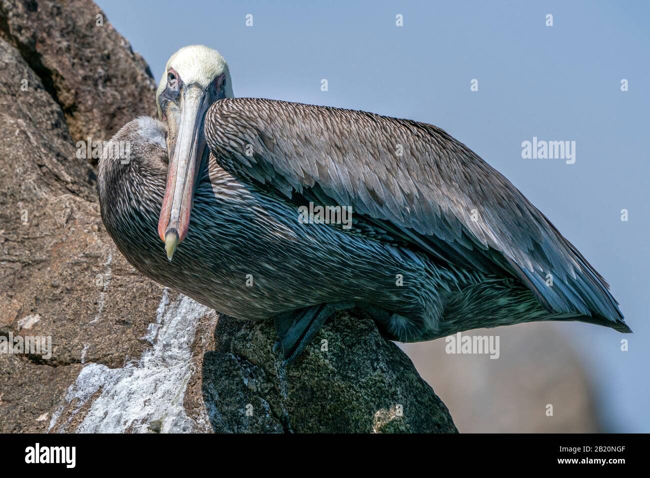 pelican à cabo san lucas port mexique sur le rocher de l'arche Banque D'Images