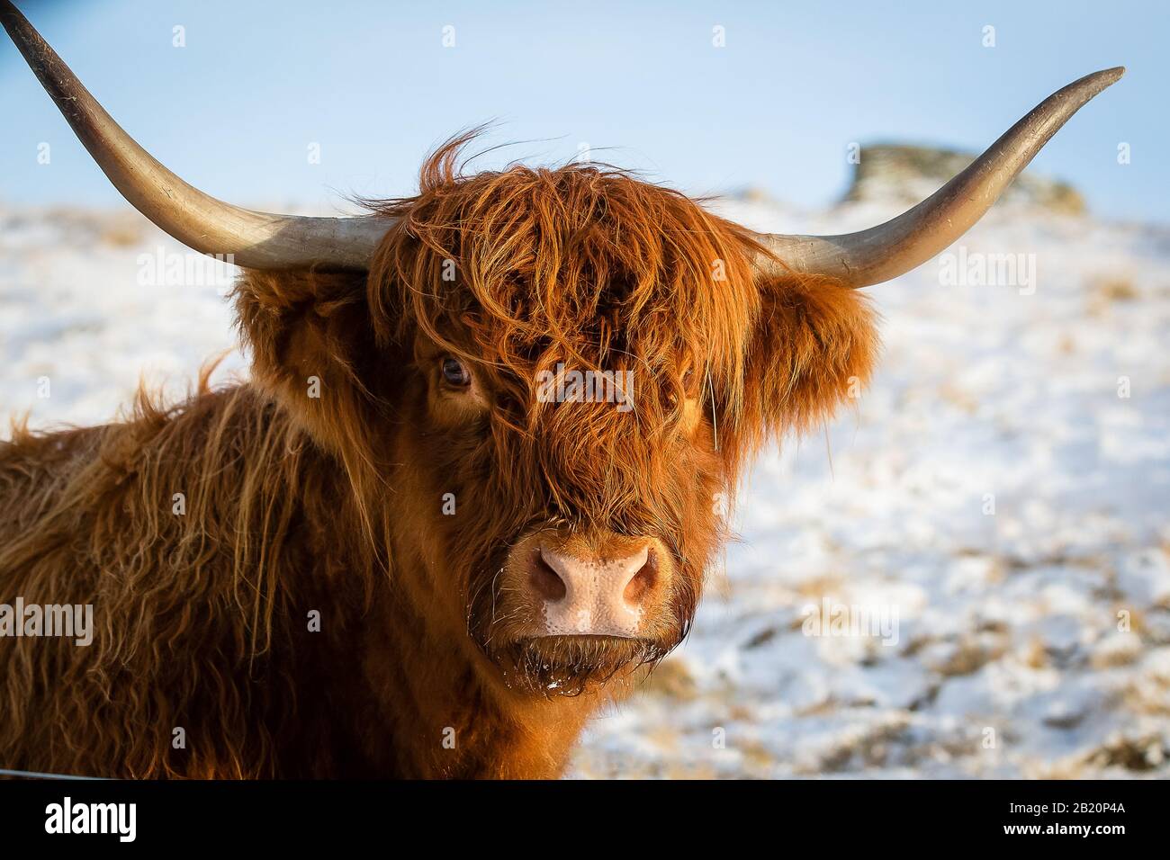 Vache écossaise dans la neige, la tête et les épaules image horizontale Banque D'Images