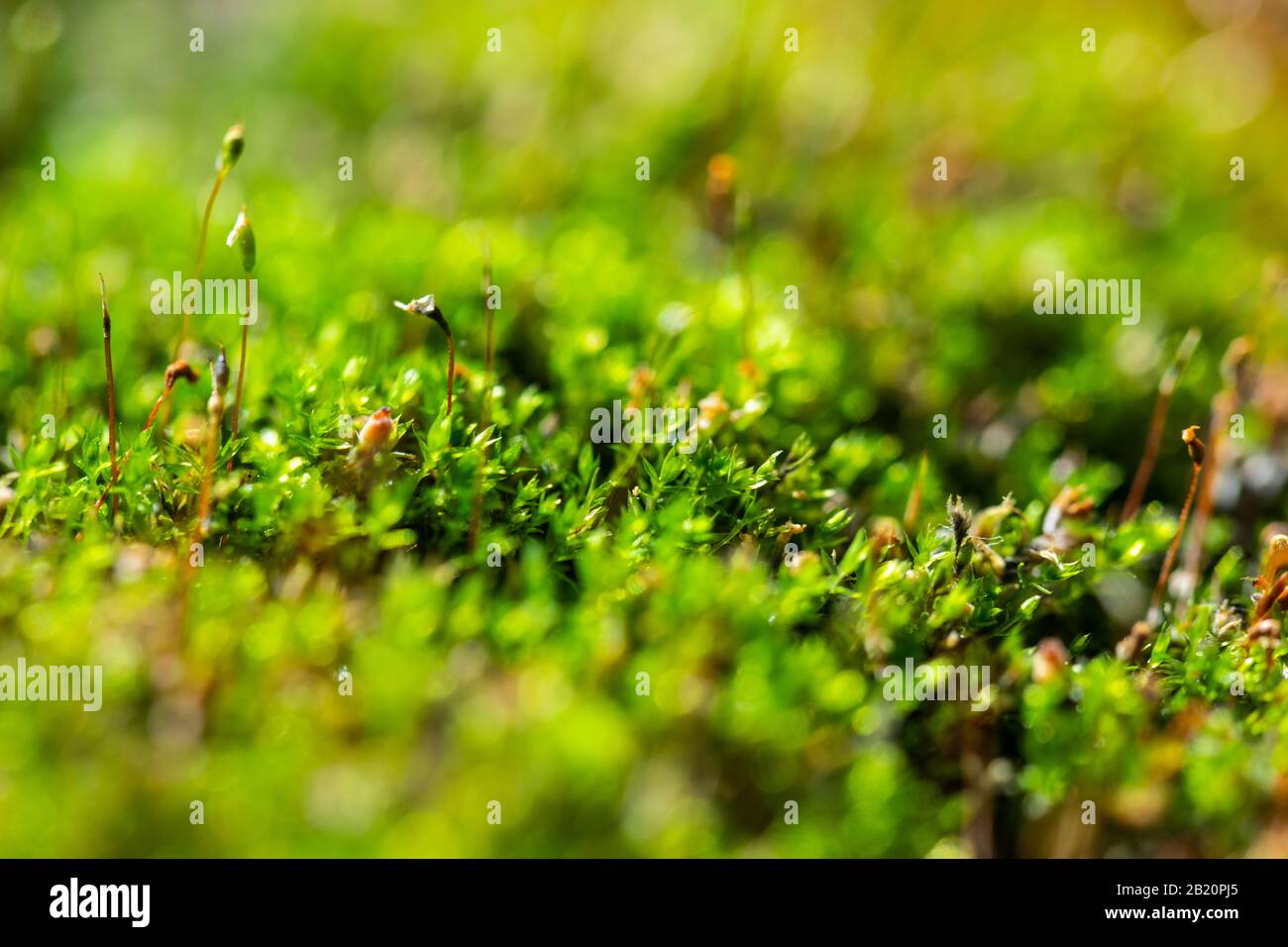 une plante carnivore garnée vivait autrefois ici en macro verte Banque D'Images