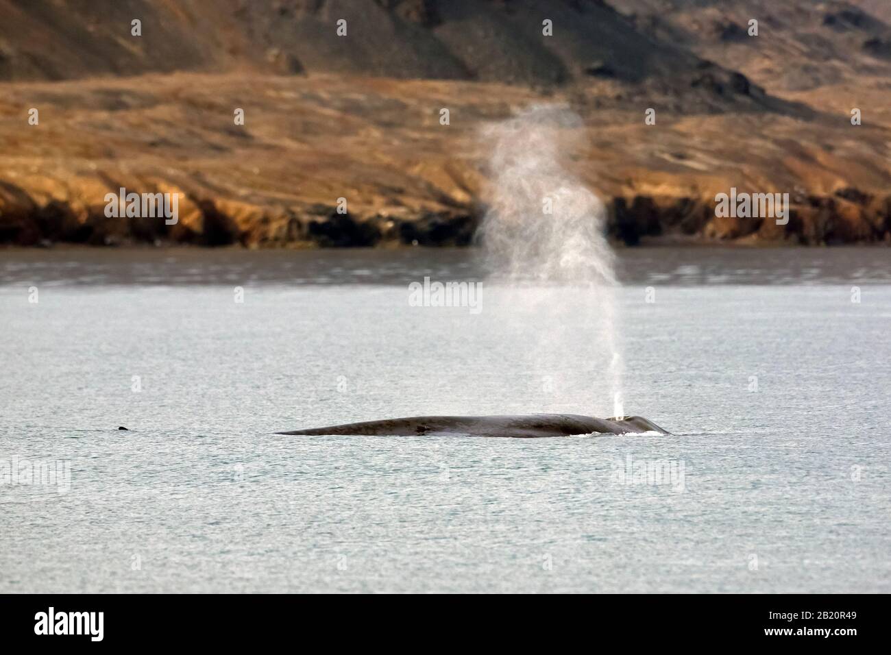 Soufflez dans le trou de la baleine bleue (Balaenoptera musculus) en surfaisant face à l'océan Arctique le long de la côte, Svalbard / Spitsbergen, Norvège Banque D'Images