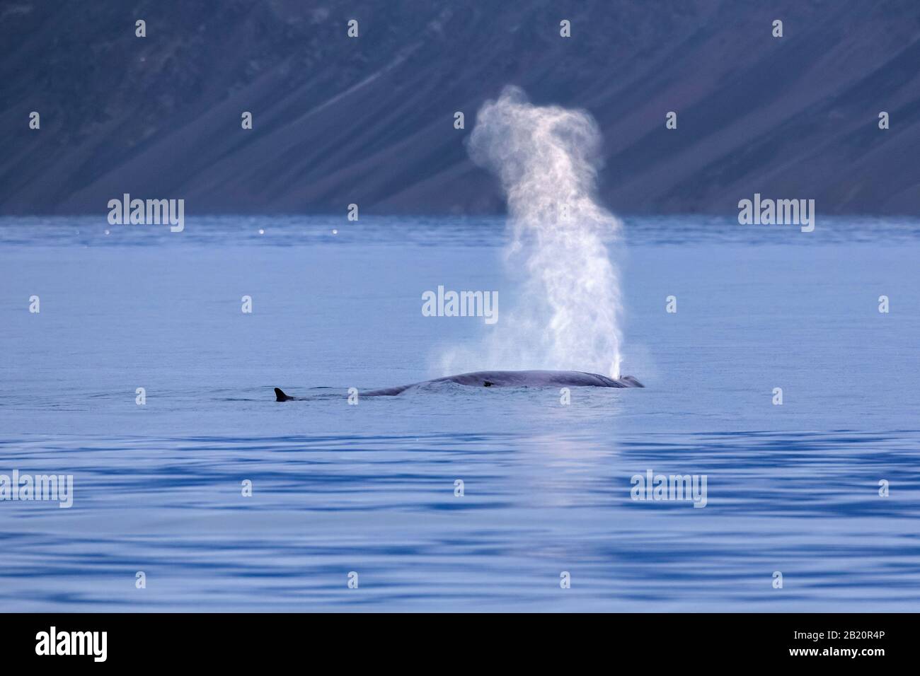 Soufflez dans le trou de la baleine bleue (Balaenoptera musculus) en surfaisant face à l'océan Arctique le long de la côte, Svalbard / Spitsbergen, Norvège Banque D'Images