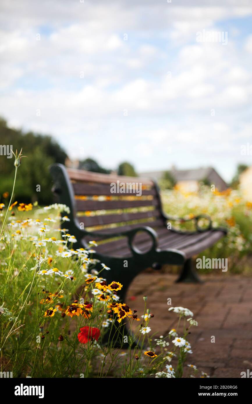 Les fleurs sauvages fleurissent autour d'un banc dans le parc urbain, Fairfield Park, Bedfordshire. Banque D'Images