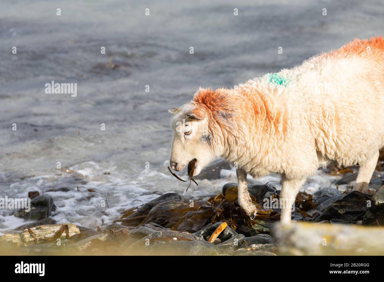 Des moutons des Shetland mangeant des algues à la plage de Banna Minn Banque D'Images