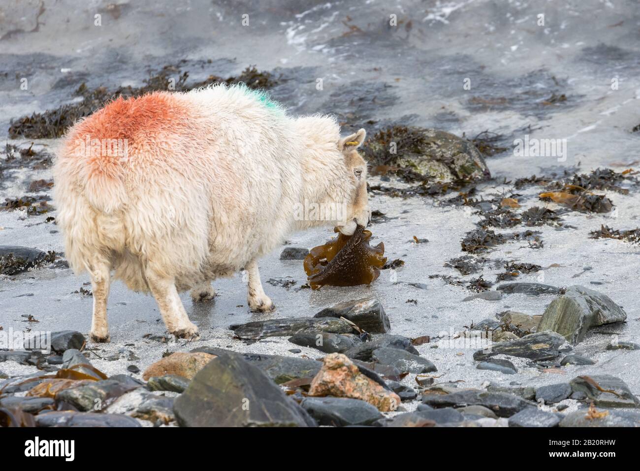 Des moutons des Shetland mangeant des algues à la plage de Banna Minn Banque D'Images