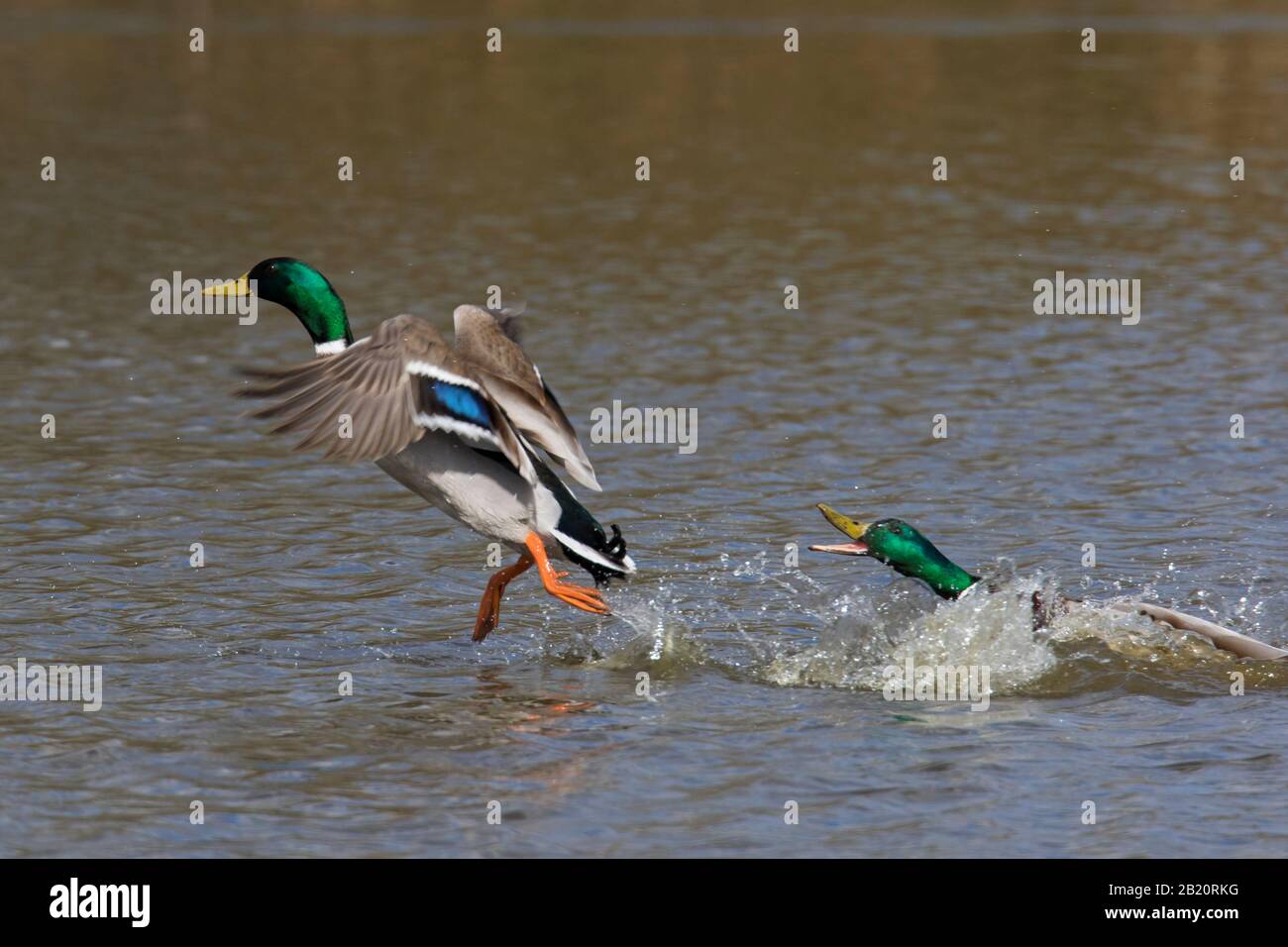 Malard masculin territorial (Anas platyrhynchos) chassant le concurrent drake de l'étang pendant la saison de reproduction au printemps Banque D'Images