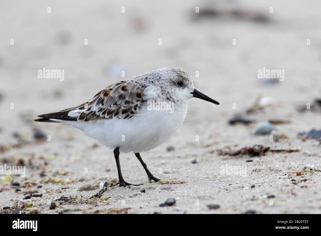 Sanderling (Calidris alba / Charadrius calidris) dans le plumage non-reproductrice sur la plage au printemps Banque D'Images