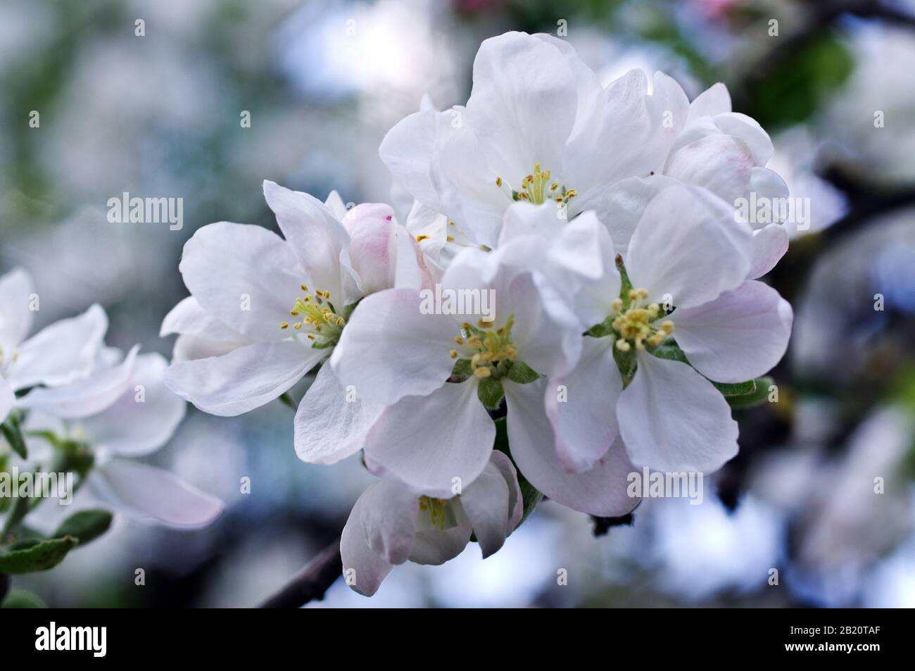 Fleurs d'un pommier au printemps. Belle nature arrière-plan en plein air en été, dans le printemps macro de gros plan. Arrière-plan naturel. Banque D'Images