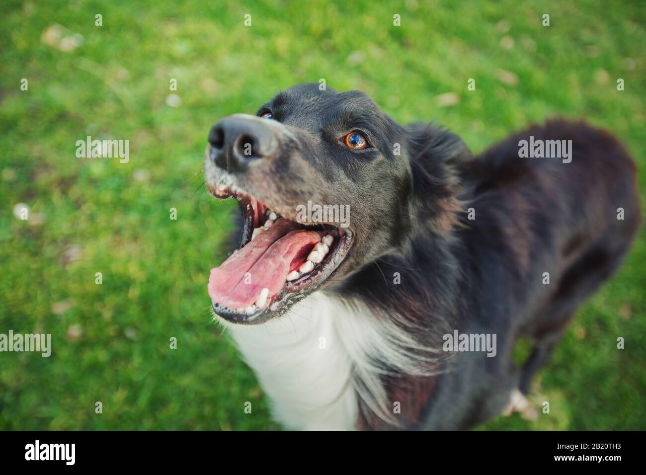 Gros plan portrait obéissant Joyful border collie chien regardant vers son maître, heureux drôle visage bouche ouverte. Extérieur arrière-plan, adorable chiot sur le th Banque D'Images