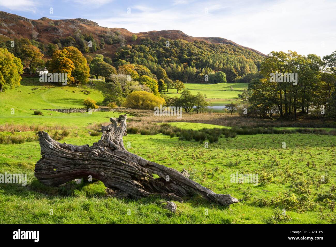 Scène boisée d'automne près de Loughrigg Tarn dans la région De Little Langdale du parc national du Lake District, Cumbria, Angleterre, Royaume-Uni Banque D'Images