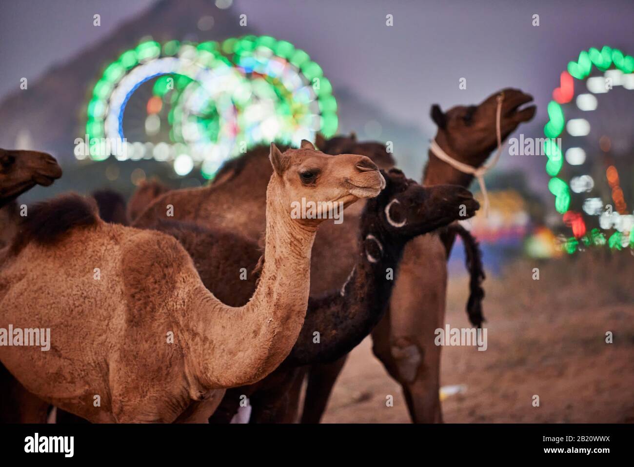 Chameaux devant les ferris éclairés du parc des expositions à la foire de chameau et de bétail Pushkar Mela, Pushkar, Rajasthan, Inde Banque D'Images
