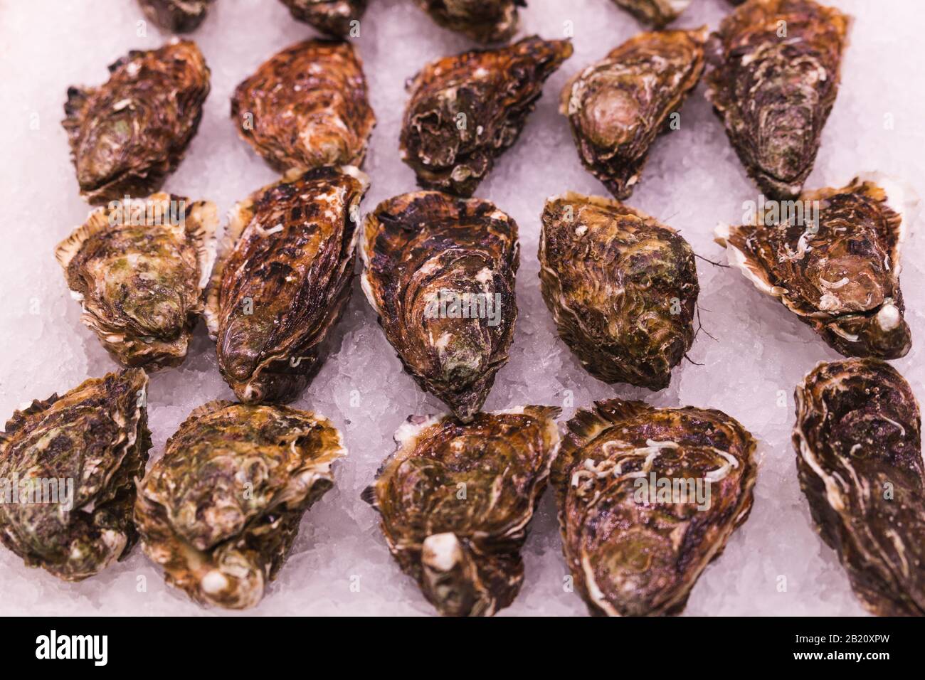 Photo de stock d'un gros plan de beaucoup d'huîtres sur une base de glace dans un marché espagnol Banque D'Images