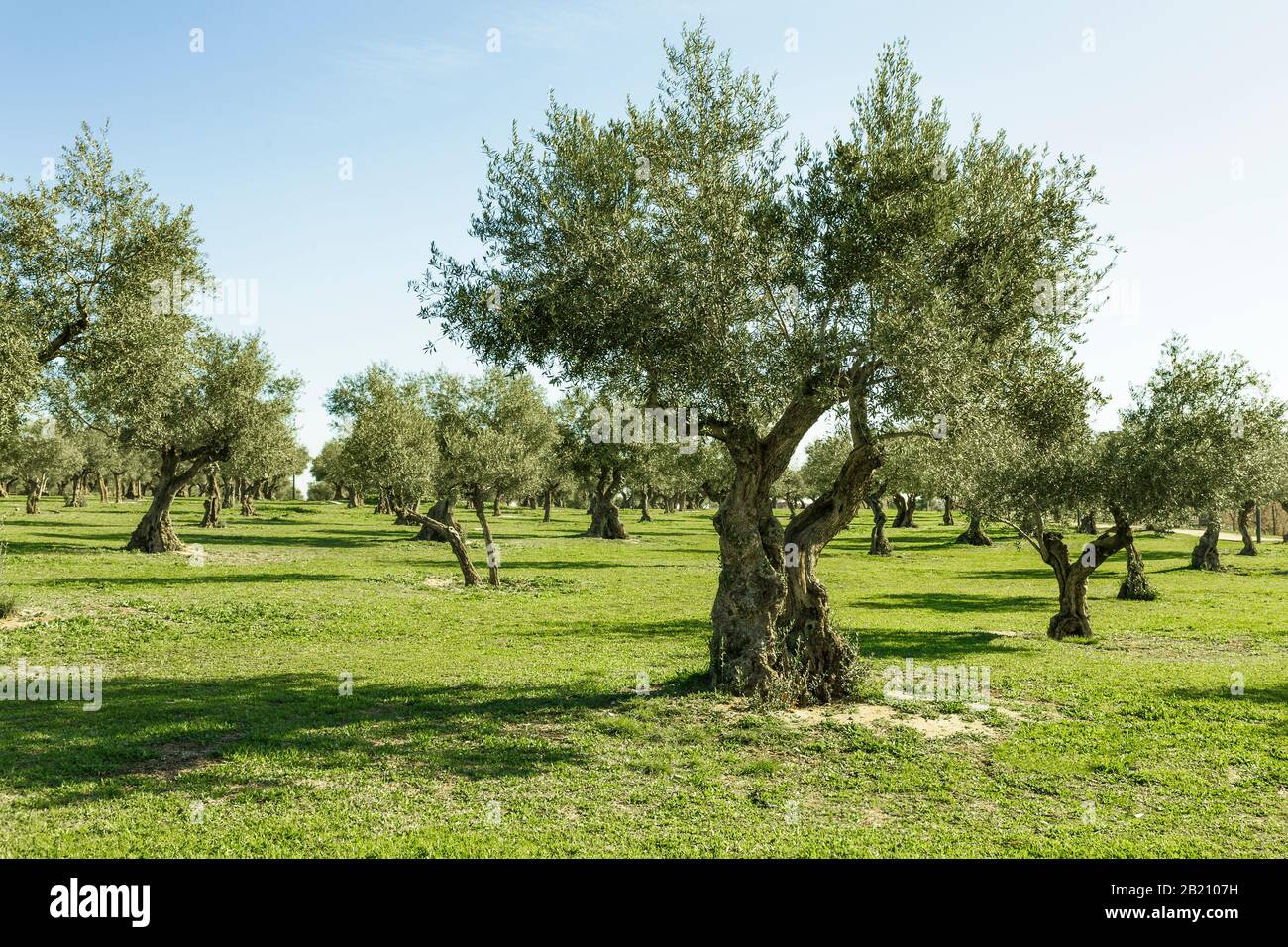 vue sur la ferme d'oliviers avec le sol recouvert d'herbe et un ciel bleu ensoleillé Banque D'Images